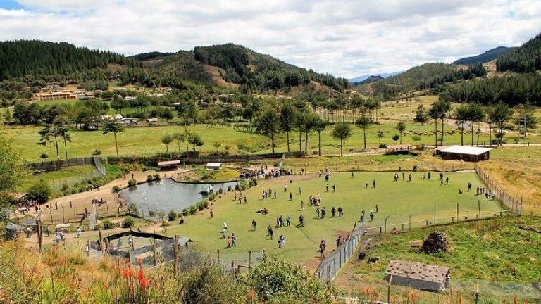 Granja Porcón_Cajamarca